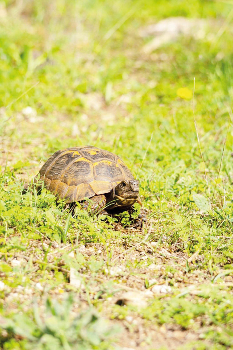 Üniversitede vahşi yaşam… Öğrenciler kampusta yaban hayatının peşinde
