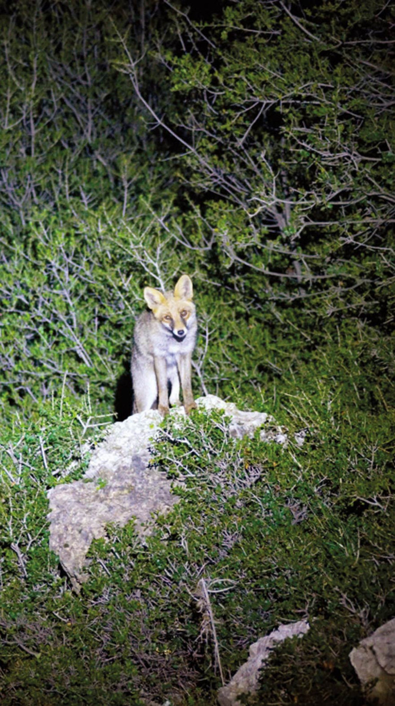 Üniversitede vahşi yaşam… Öğrenciler kampusta yaban hayatının peşinde