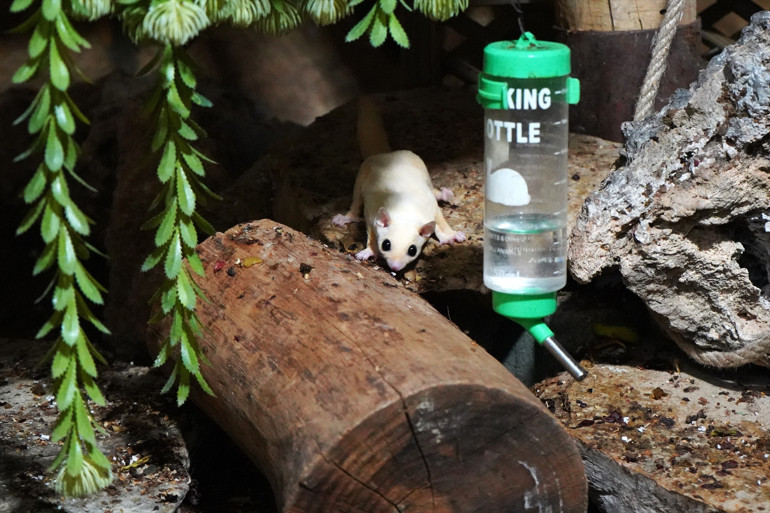 Doğa Koruma Ekipleri, kaçak bakılan 33 şeker planörünü kurtardı