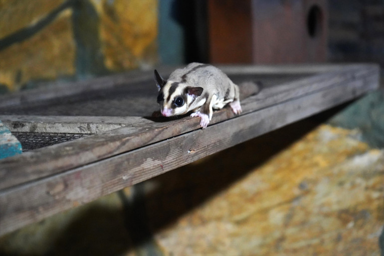 Doğa Koruma Ekipleri, kaçak bakılan 33 şeker planörünü kurtardı