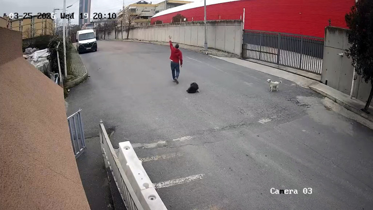  Köpeği ezip yoluna devam etti