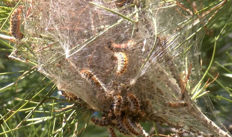Baharın gelmesiyle yoğunluğu arttı: Uzman isim sessiz tehlikeye karşı uyardı