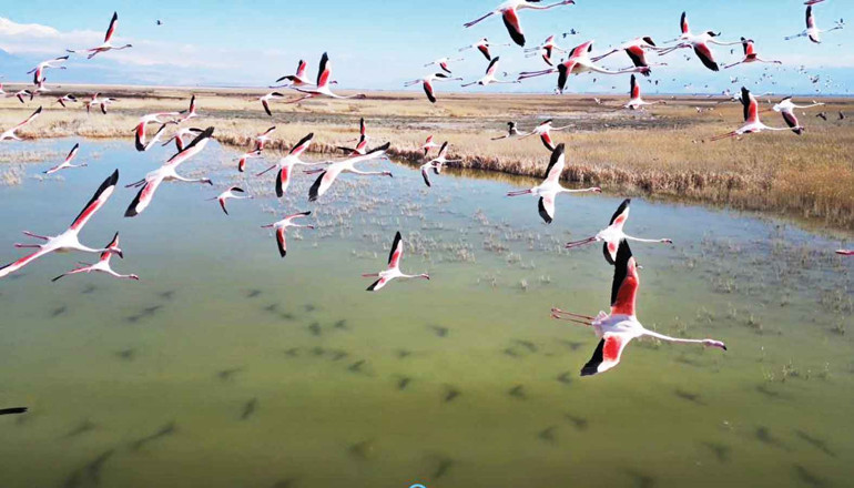 Hoş geldin Çıvgın