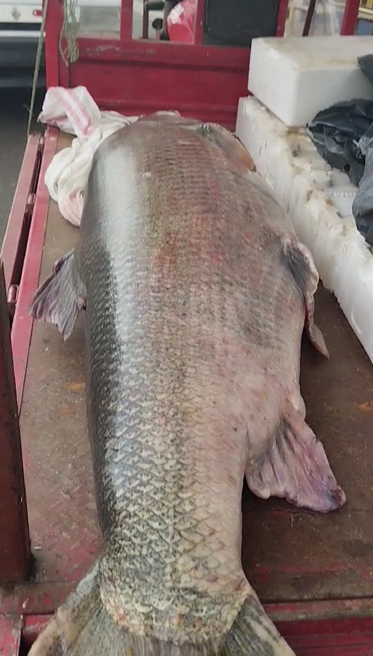 Görenler şaşkına döndü