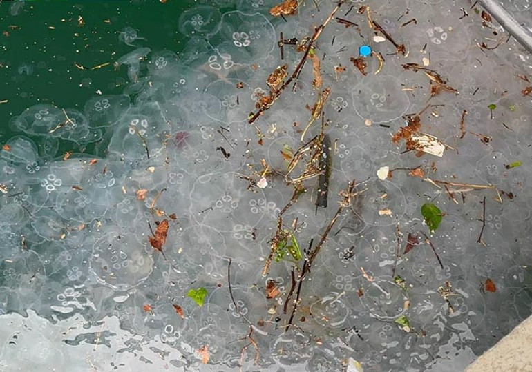  Beşiktaş Sahilinde arttı