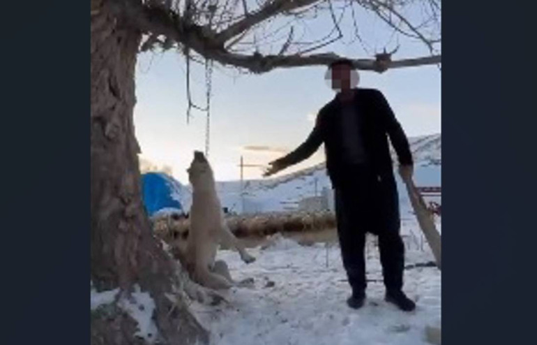 Ellerin kırılsın Köpeği ağaca asarak öldürdü, söyledikleri dehşete düşürdü