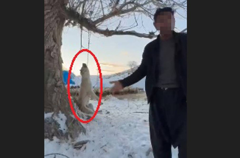 Ellerin kırılsın Köpeği ağaca asarak öldürdü, söyledikleri dehşete düşürdü