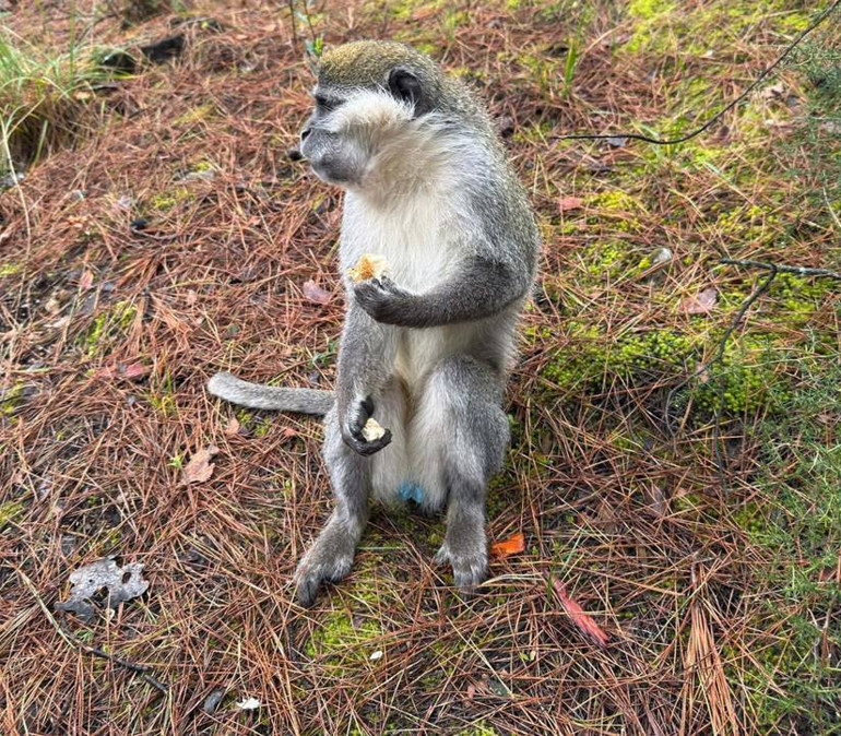 Türkiyede genellikle hayvanat bahçelerinde bulunuyor Denizlide bir vatandaş ormanda gördü, simitle besledi