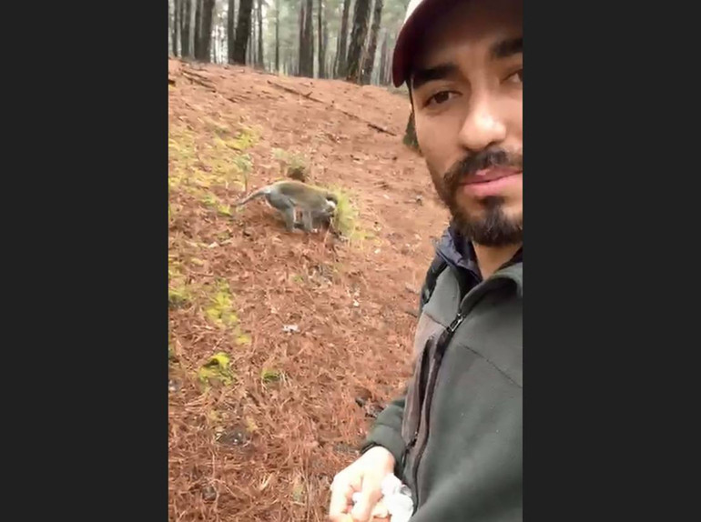 Türkiyede genellikle hayvanat bahçelerinde bulunuyor Denizlide bir vatandaş ormanda gördü, simitle besledi