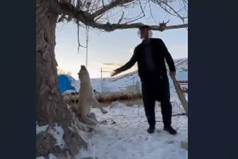 Fazla yediği için köpeği katleden kişi tutuklandı