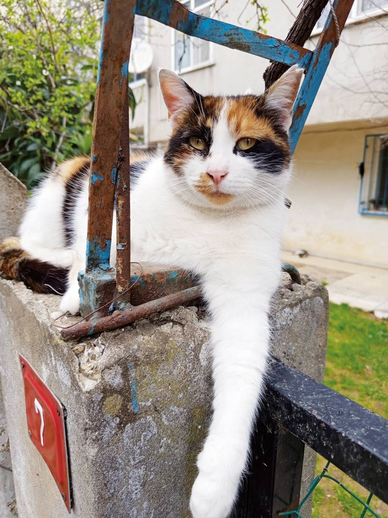Kediler kadınlara ve erkeklere neden farklı davranıyor