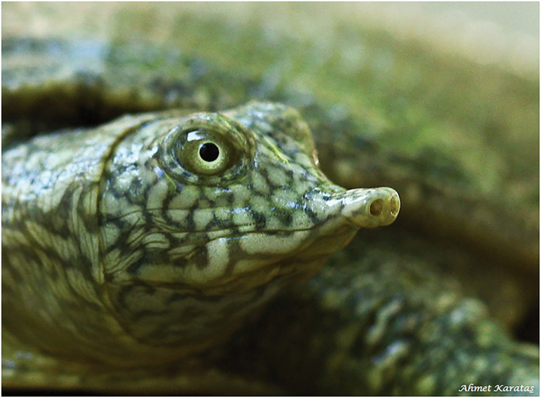 Tehdit altındalar, onlara gözümüz gibi bakalım
