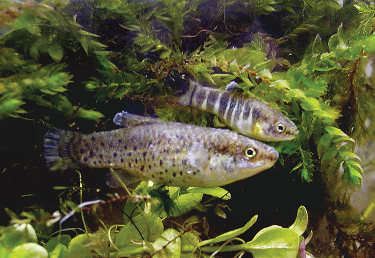 Tehdit altındalar, onlara gözümüz gibi bakalım
