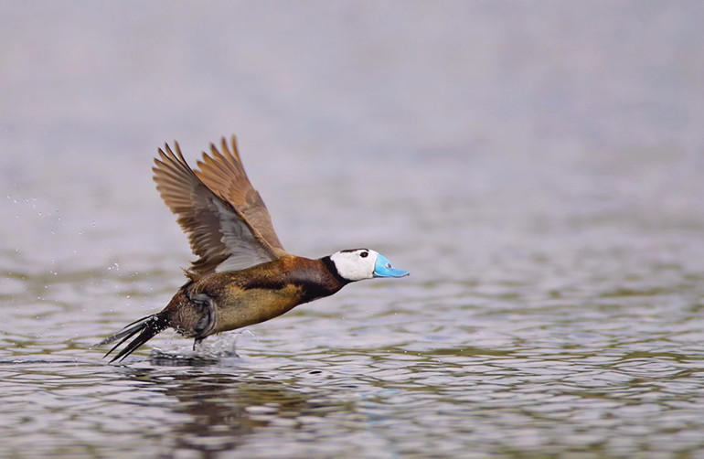 Tehdit altındalar, onlara gözümüz gibi bakalım