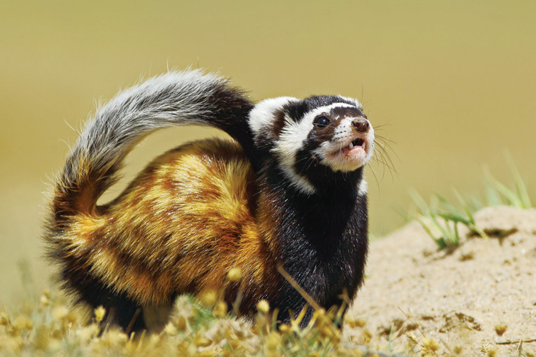 Tehdit altındalar, onlara gözümüz gibi bakalım