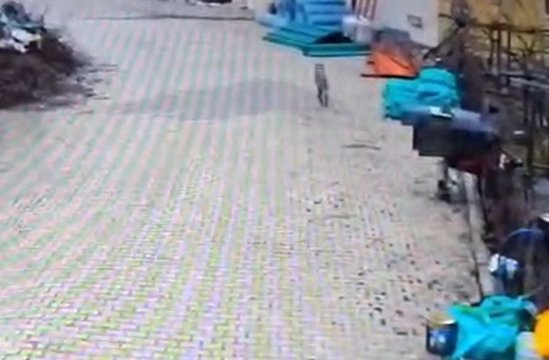 Doğada yiyecek bulamayınca mahalleye indi