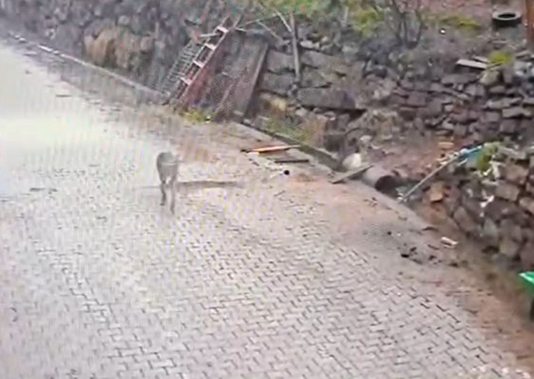 Doğada yiyecek bulamayınca mahalleye indi