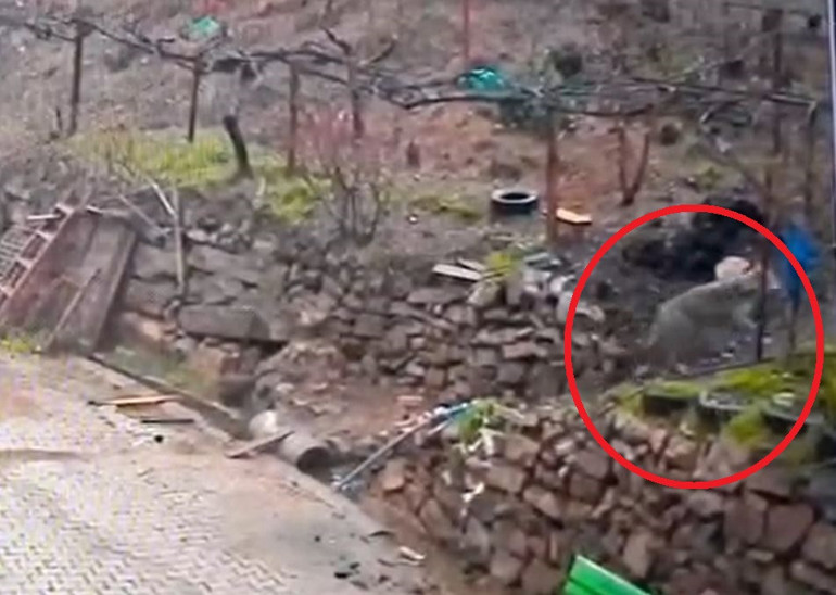 Doğada yiyecek bulamayınca mahalleye indi