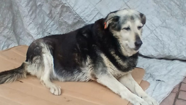 10 yıldan fazla süredir aynı yerde yatıyordu | Kadıköyün Pakizesini öldürüp kaçtılar