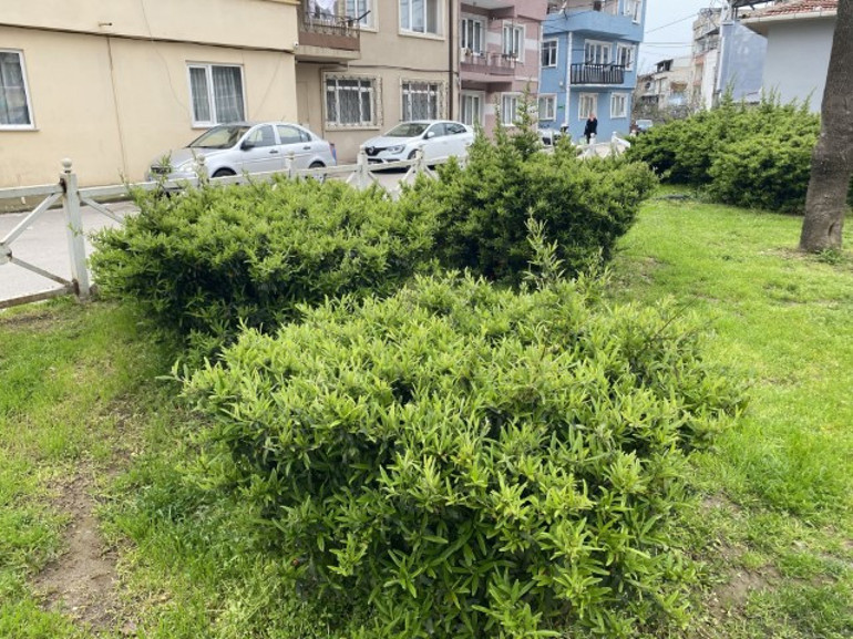 Parktaki bitki küçük çocuğu hastanelik etti