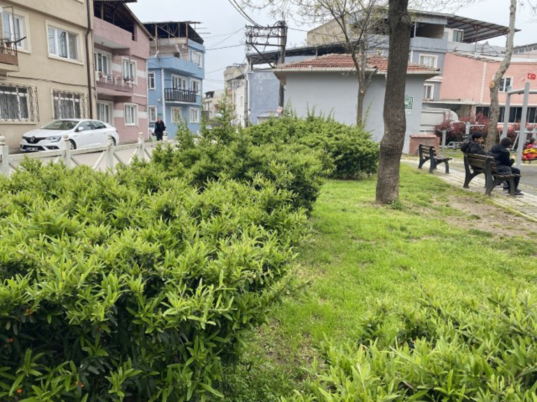 Parktaki bitki küçük çocuğu hastanelik etti