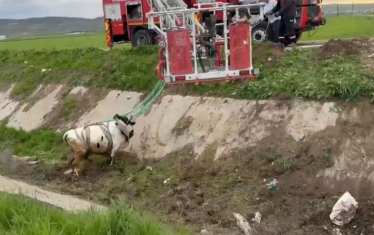 Menfeze düşen inek itfaiye tarafından vinçle kurtarıldı