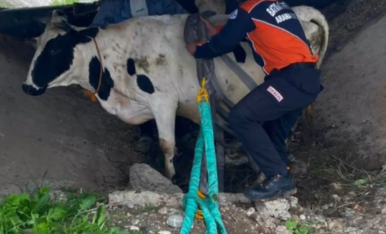 Menfeze düşen inek itfaiye tarafından vinçle kurtarıldı