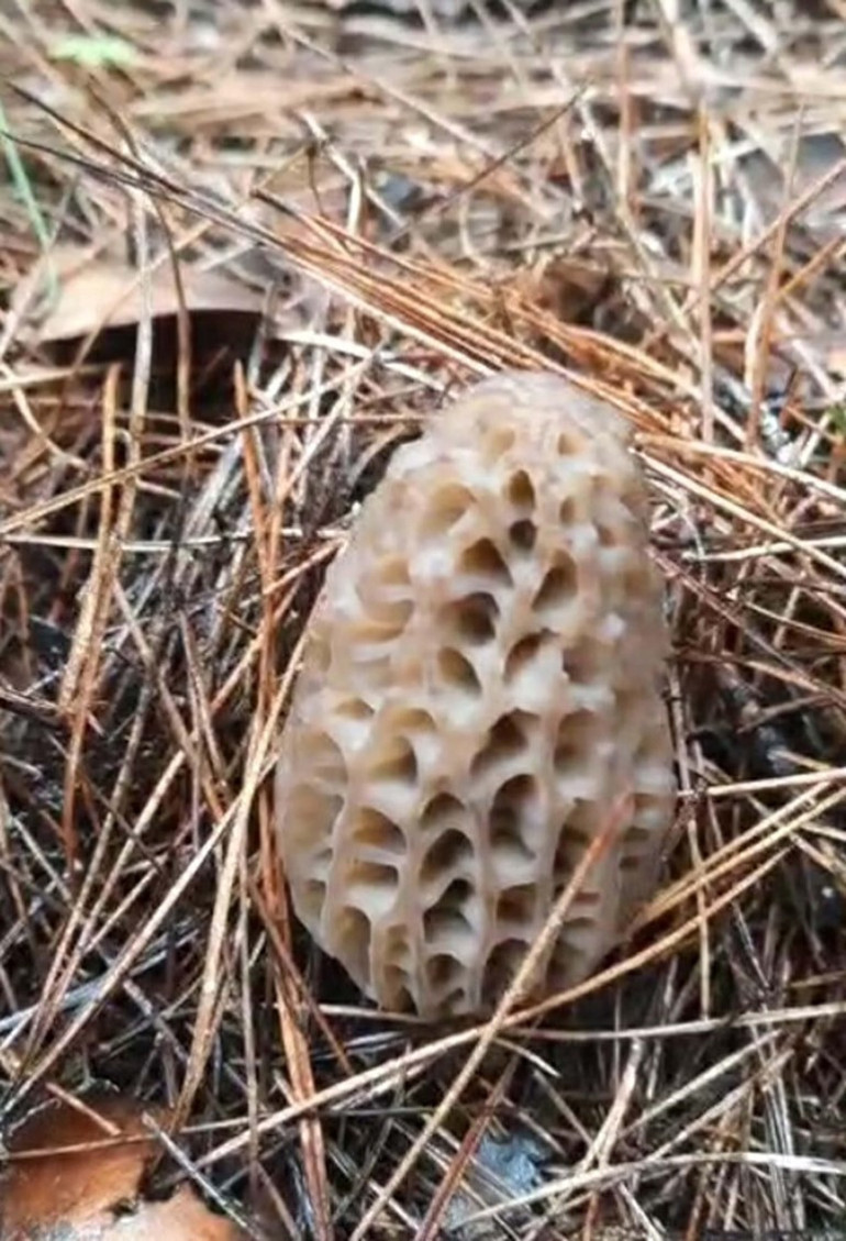  Kilosunu 1.000 liraya satıyorlar