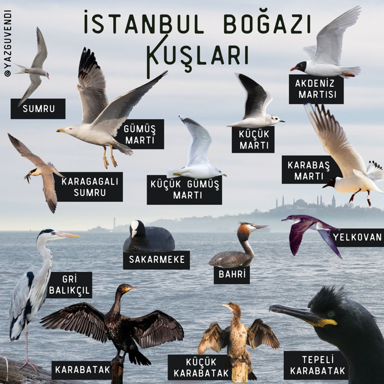 Kuşlar uçuyor, şarkılar söyleniyor