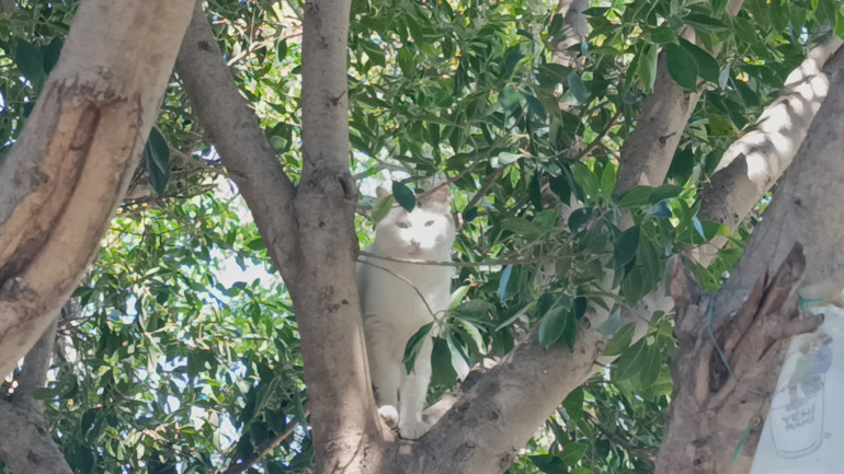 Alman kurduyla dalaşan köpek, kendisini tutan sahibinin parmağını parçaladı