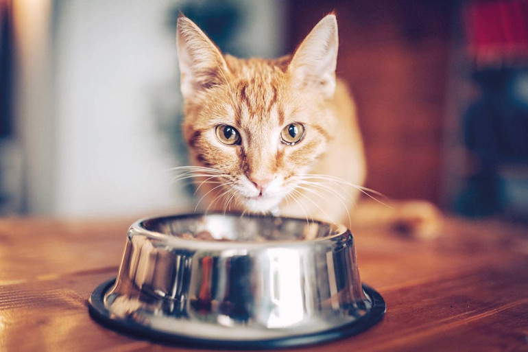 Neden mamalarını yarım bırakıyorlar