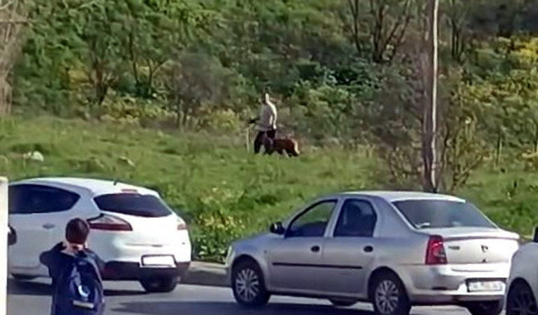 Çevredekilerin tepkilerine aldırış etmedi Avcılarda köpeğe şiddet kamerada... Şüpheli aranıyor