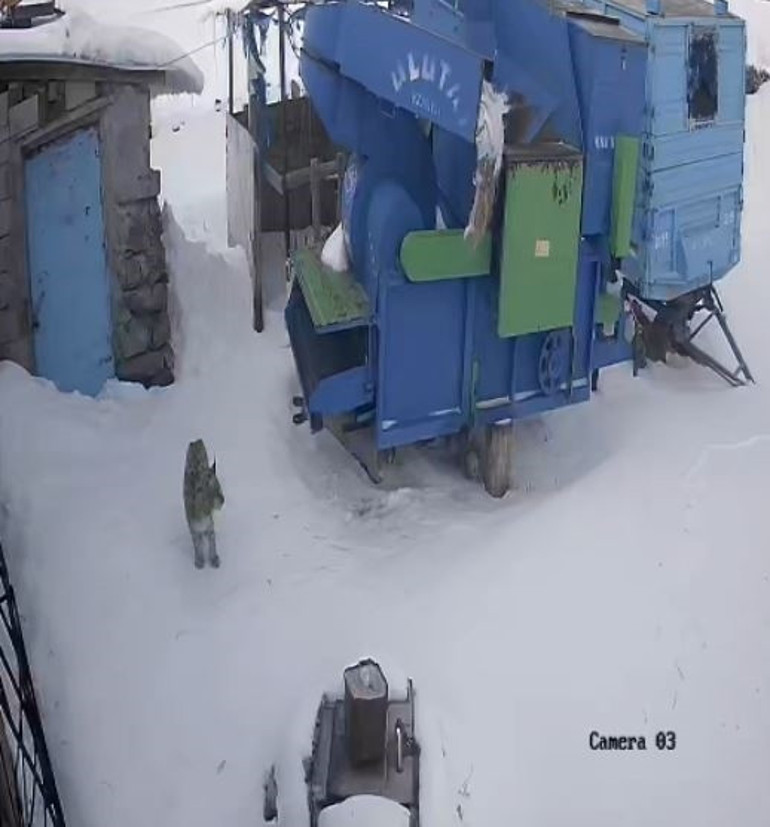  Bölgede nadiren görülüyordu