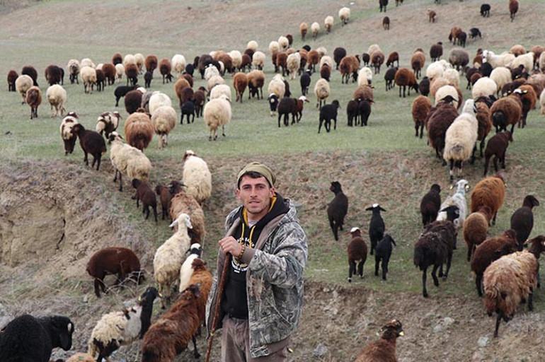 Erzurumlu çoban, sürüsünü toplamak için bakın ne yaptı: Şimdi kartal gibi gözlerimle kontrol ediyorum