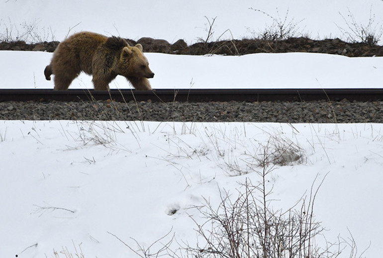 Sarıkamışta görüntülendi