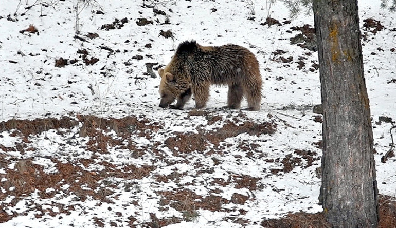 Sarıkamışta görüntülendi