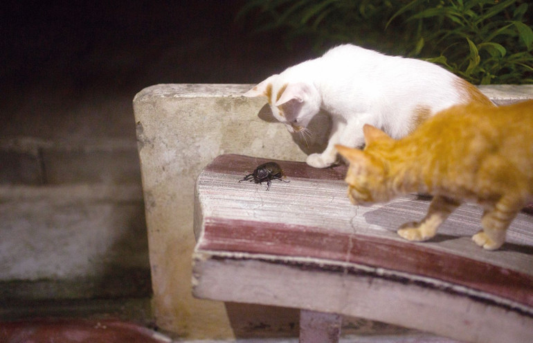 Davetsiz misafirlere karşı...