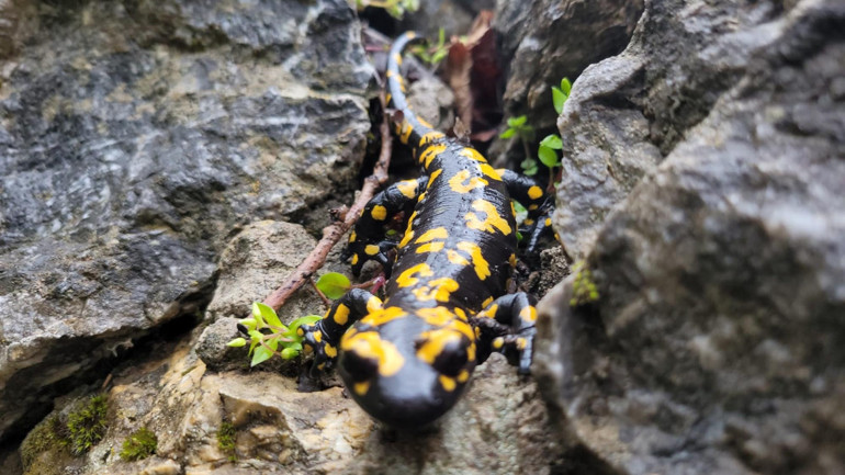 Nesli tükenme tehlikesinde Erzincan’da görüntülendi