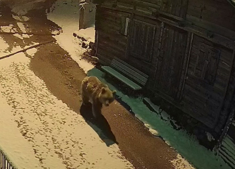 Trabzon’da yayla evlerine giren ayılar kamerada