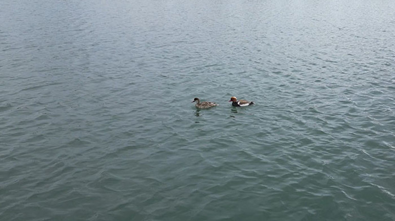  Halk tarafından sevinçle karşılandı Burada kalmaları için elimizden geleni yapacağız