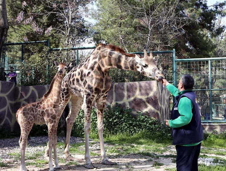  İsmi anketle belli olacak Görmek için buraya gelin