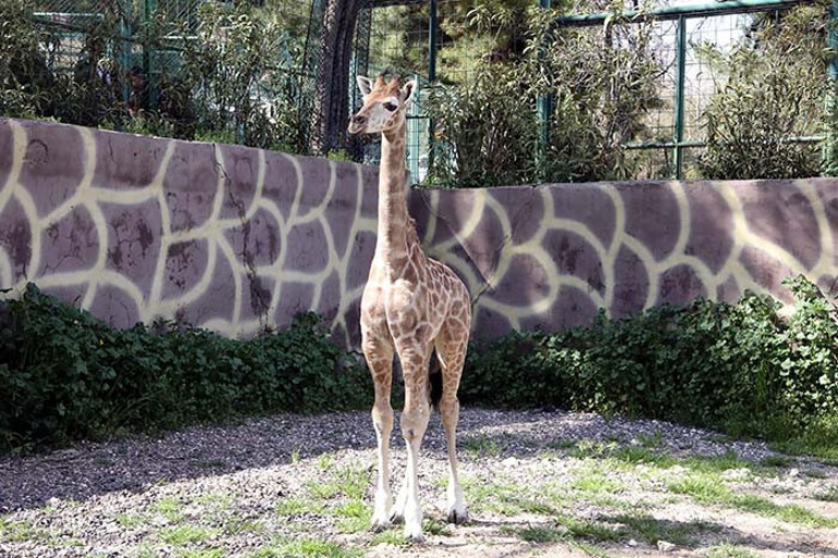  İsmi anketle belli olacak Görmek için buraya gelin