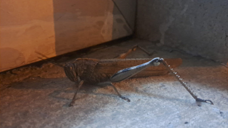  Devasa boyutta ve etçil bir tür