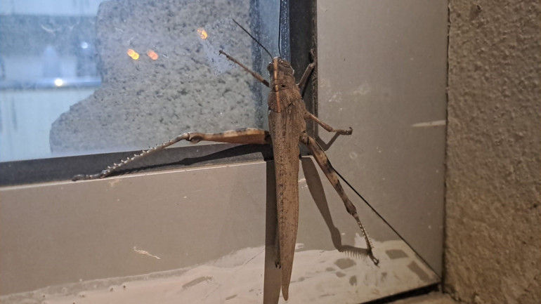  Devasa boyutta ve etçil bir tür