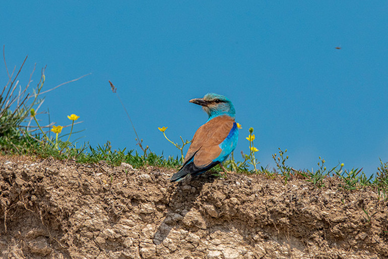  Büyüleyici rengiyle Adıyamanda ortaya çıktı