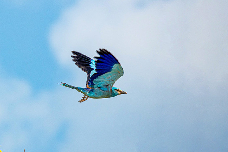  Büyüleyici rengiyle Adıyamanda ortaya çıktı