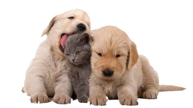 Köpeklerin beyni yaklaşık 5 bin yıldır küçülüyormuş