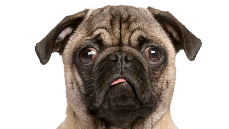 Köpeklerin beyni yaklaşık 5 bin yıldır küçülüyormuş