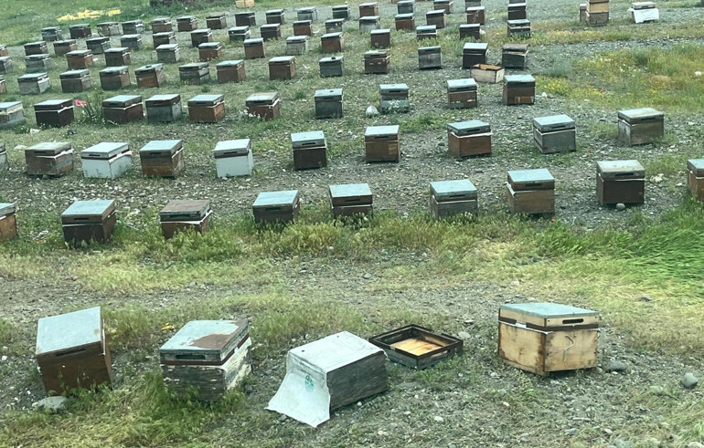 Iğdırda koyun sürüsüne arılar saldırdı Peş peşe eğimli alana yuvarlanan bin koyun öldü