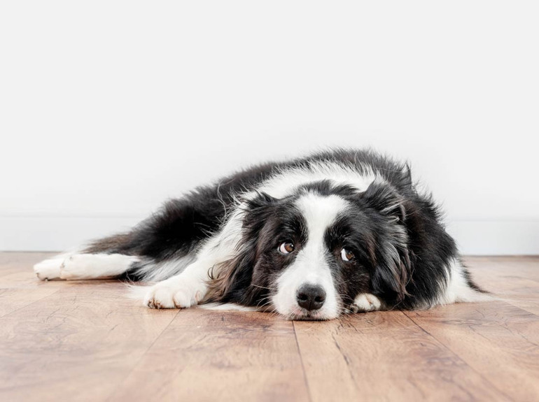 Köpek sahibi olursak ömrümüz uzar mı